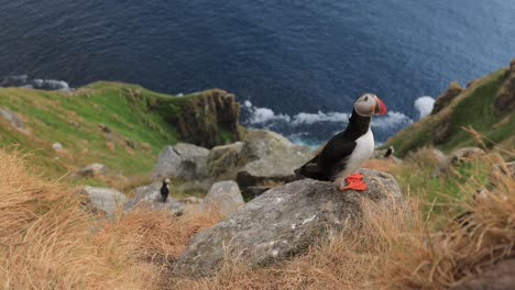 atlantic puffin (fratercula arctica), on the rock on the island of runde (norway).