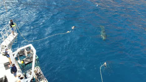 Aéreo,-Tiro-De-Dron-De-Gran-Tiburón-Blanco,-Carcharodon-Carcharias,-Tratando-De-Atrapar-Un-Trozo-De-Cebo-En-La-Isla-De-Guadalupe,-México