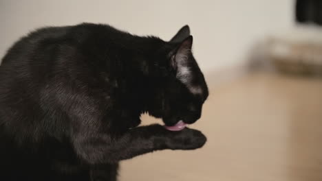 lindo gato preto lambendo a pata em casa