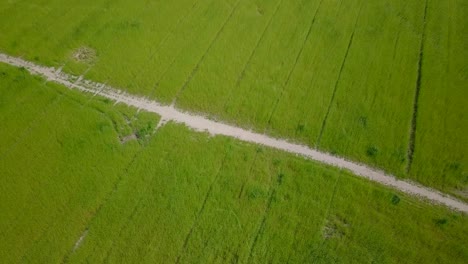 aerial drone view of the beautiful pathway at the middle of the grass fields