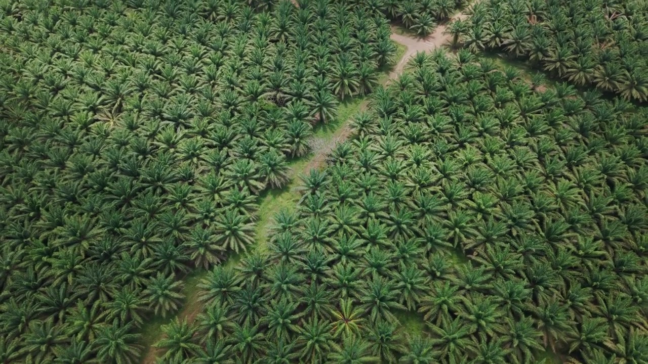 A direct top-down aerial drone shot capturing the repeating, symmetrical patterns of oil palm trees in a dense plantation, showcasing their geometric arrangement from above.