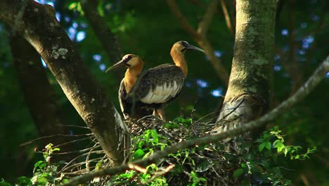 Ein-Paar-Braunhalsibis-In-Einem-Nest-Im-Wald