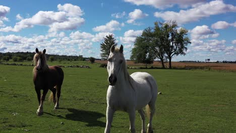 los caballos se interesan por el dron y debe ascender