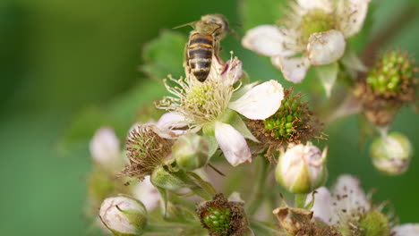 a bee pollinating blackberry flowers moves from flower to flower, a macro shot with a lot of details