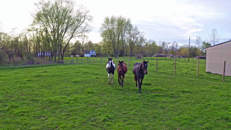 vista aérea de caballos en el campo