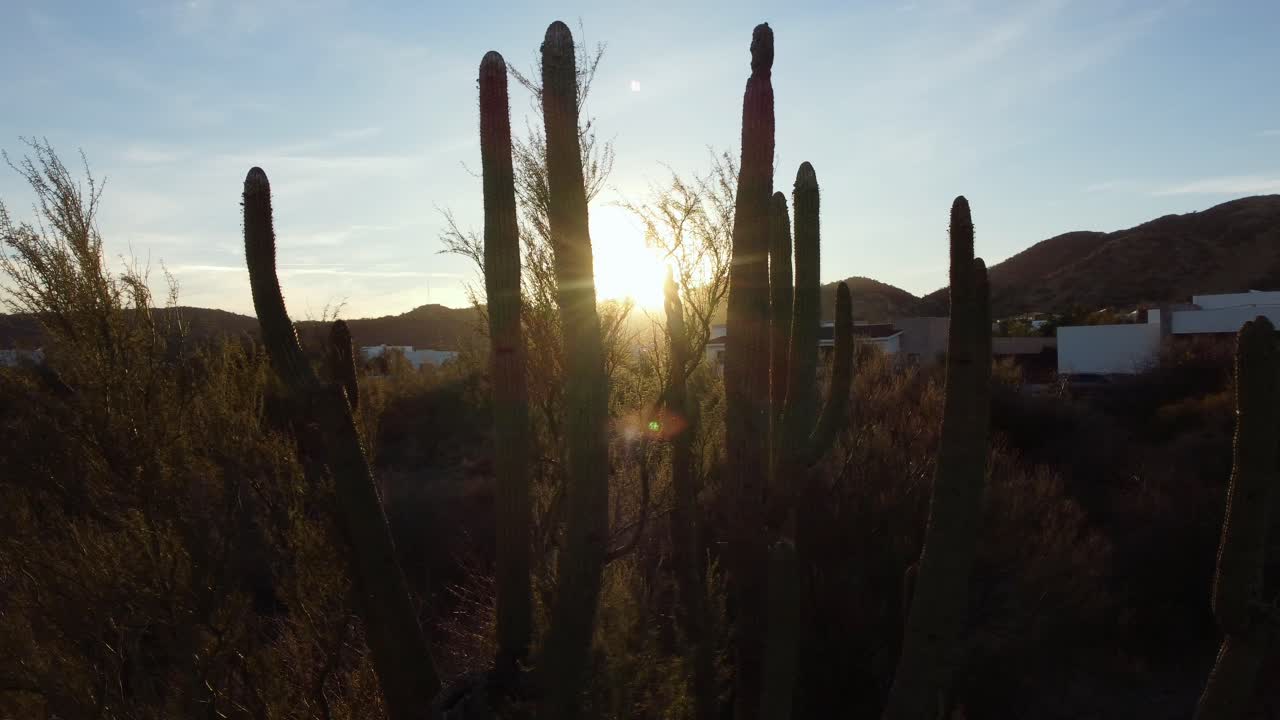toma giratoria lenta de la puesta de sol reflejándose a través de un cactus