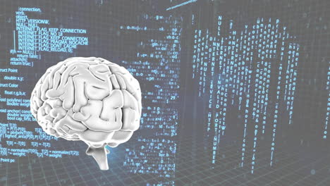 el cerebro humano.