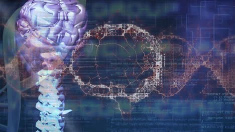 animación digital de la estructura del adn y el cerebro humano sobre una tableta digital contra el procesamiento de datos