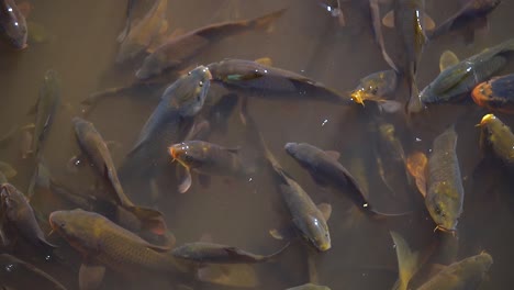 a group of koi fish squash up in the pond