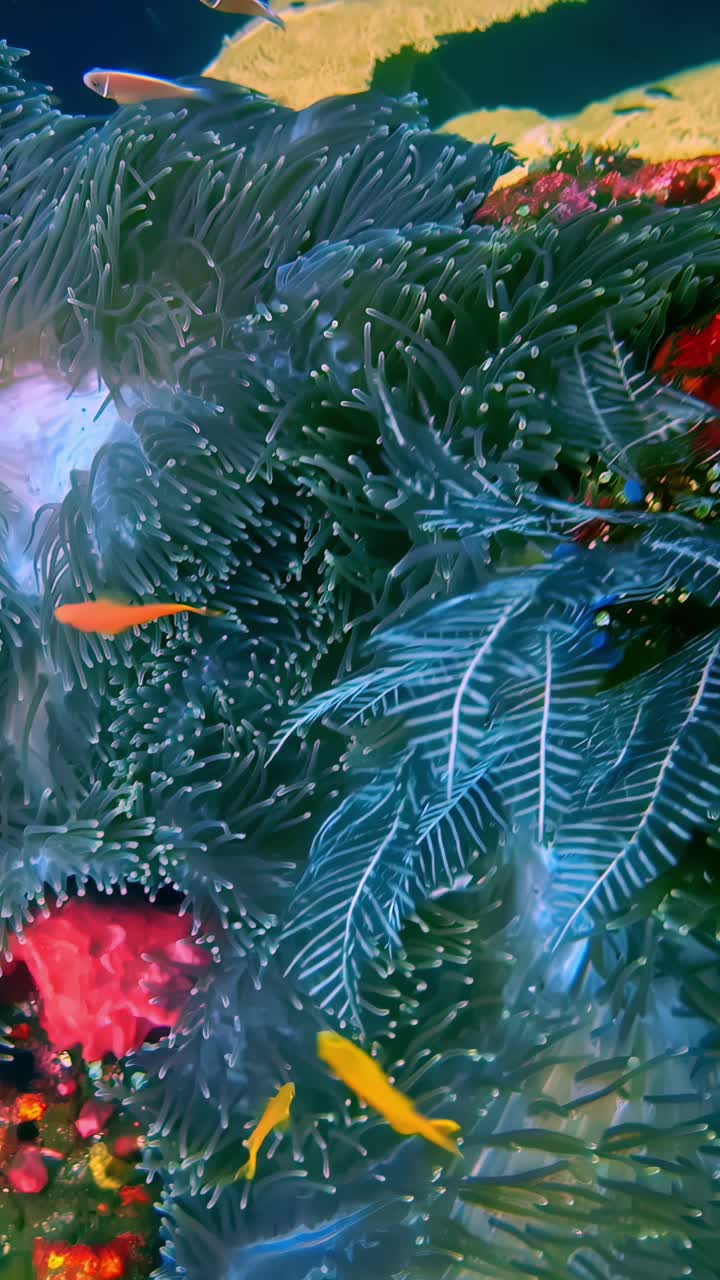 Anemone and coral habitat with small tropical fish swimming among tentacles, vertical video