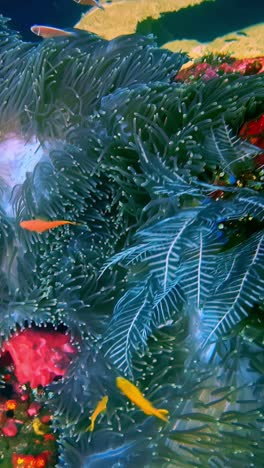 anemone and coral habitat with small tropical fish swimming among tentacles, vertical video