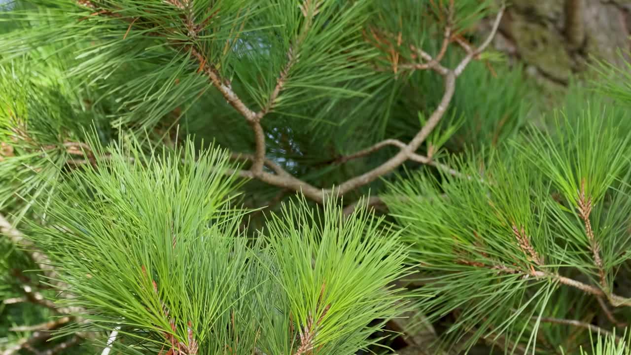 Vibrant green pine needles sway softly, highlighting their texture and color against a natural backdrop.