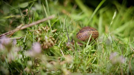 Caracol-En-Un-Jardín-Orgánico---Helix-Pomatia-También-Conocido-Como-Caracol-Romano-O-Caracol-De-Borgoña