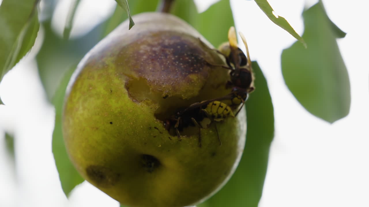 avispas de chaqueta amarilla comiendo juntas en una pera podrida mientras cuelga de una rama de árbol a fines del verano