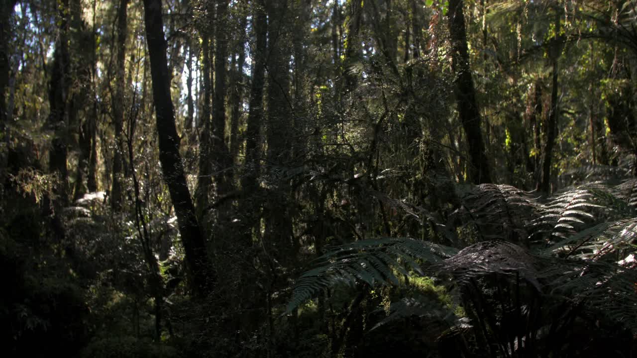 Walking through a living, lush, green forest - wide