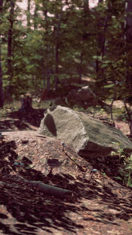 tranquil forest scene with a large rock and mushrooms