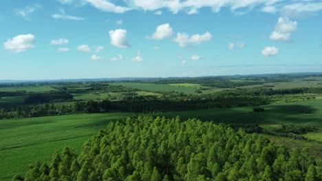 aerial: beautiful green agricultural landscape with forest in paraguay