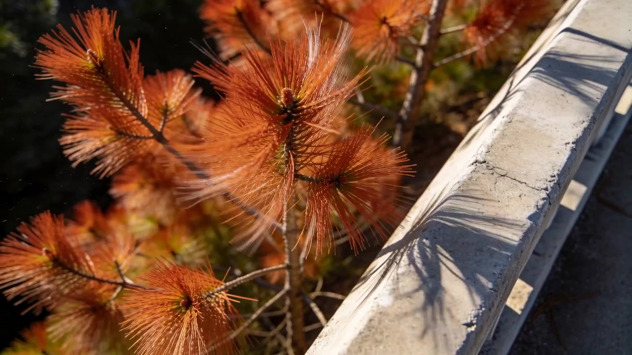 Ramo di pino ondeggiante marrone-arancio con aghi accanto a una ringhiera di cemento, con una leggera brezza che provoca un fruscio.