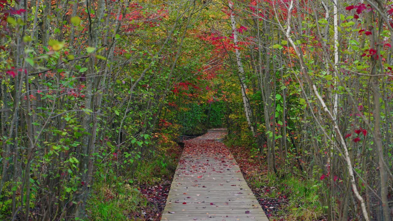Amazing wooden walkway through a forest with colorful autumn leaves, North America, Quebec, Montreal, Canada.