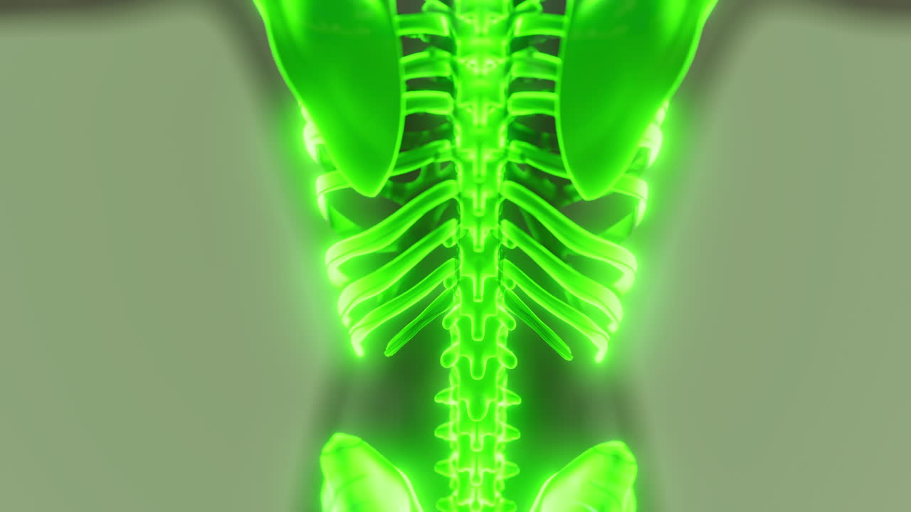 Detailed representation of the human body skeleton highlighting anatomy