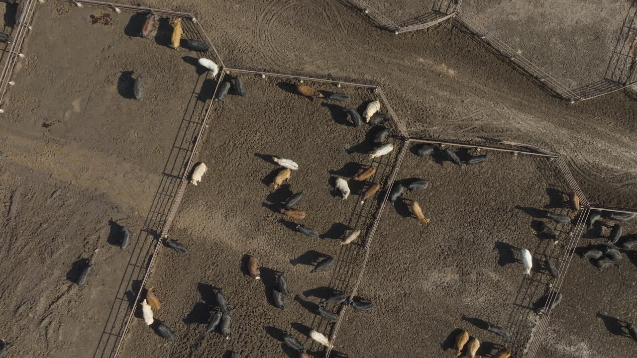 Aerial View of Cattle in Pens
