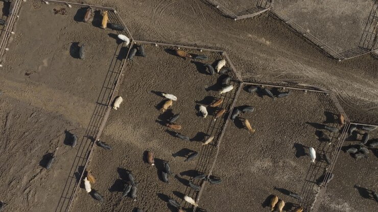 Aerial View of Cattle in Pens