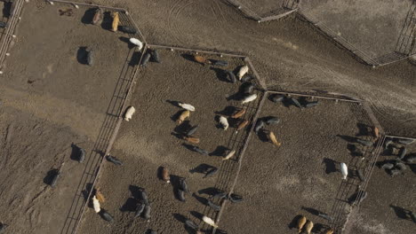aerial view of cattle in pens