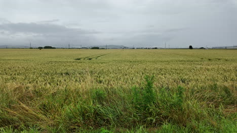 Día-Lluvioso-En-Una-Granja-De-Trigo