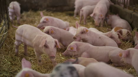 cerdos en granja ganadera cría de cerdos lechones jóvenes en el establo 29