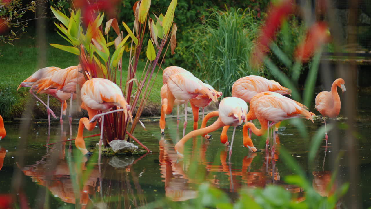 연못에 플라밍고