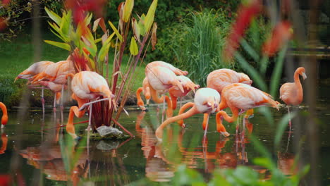 flamingos in a pond