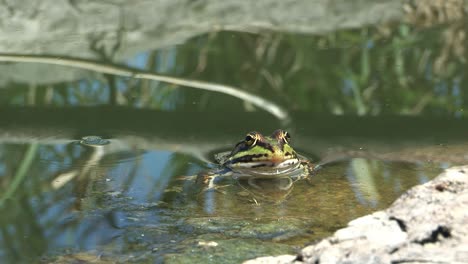 a frog dive underwater of the clear river water in summertime