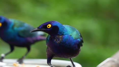 Close-up-shot-of-a-purple-glossy-starling,-lamprotornis-purpureus-with-eye-catching-appearance,-striking-iridescent-plumage-perched-on-the-edge-of-feeder-bowl,-alerted-by-the-surroundings