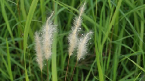 the cotton grass on the other green grass