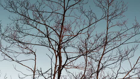 leafless spring tree in still calm water, static abstract background