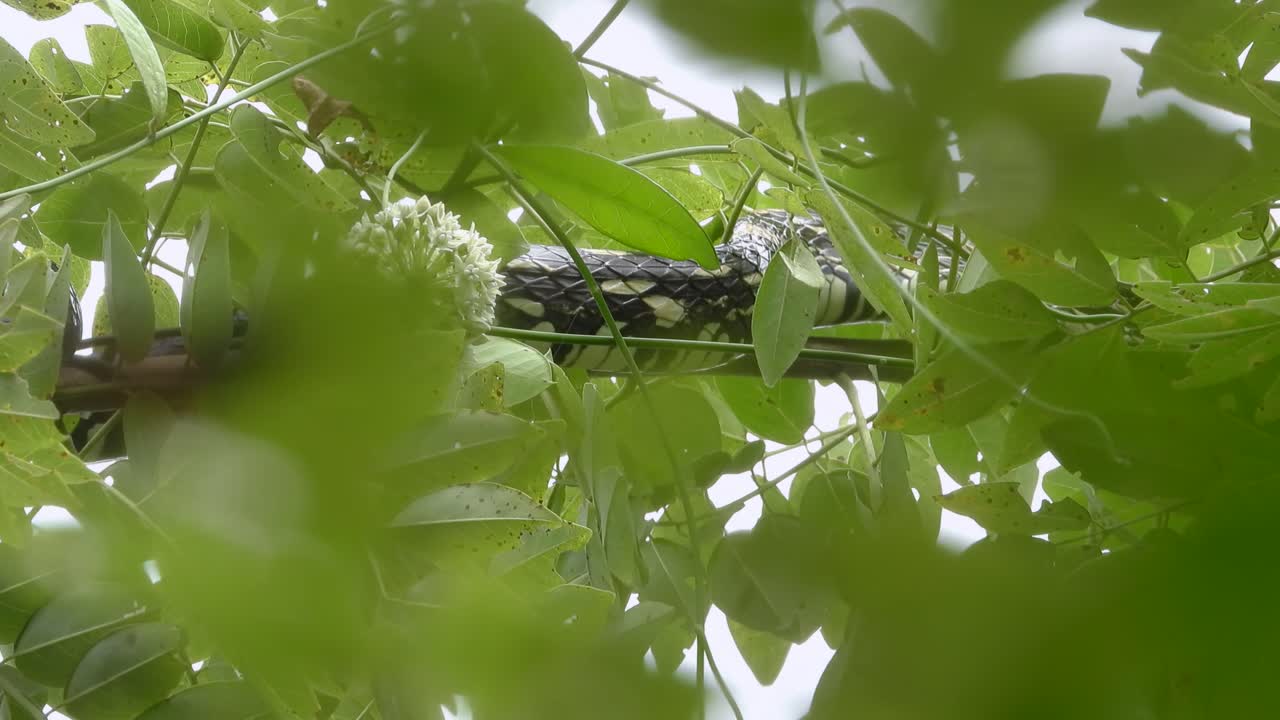 Tropical chicken snake crawling on a branch in the forest during the day in the Colombian coffee growing axis, Colombia, medium shot