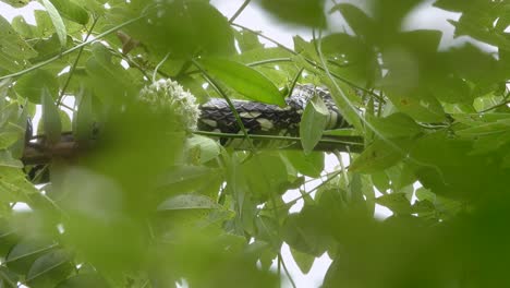 tropical chicken snake crawling on a branch in the forest during the day in the colombian coffee growing axis, colombia, medium shot