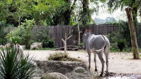 cebra joven de grevy, equus grevyi quitando moscas con su cola de caballo en el zoológico safari de singapur, reservas de vida silvestre de mandai, tiro estático