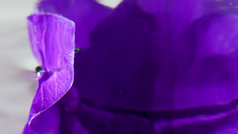 close-up of purple flower petals in water