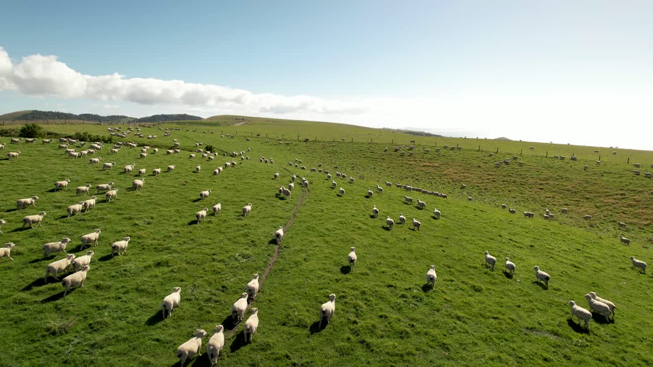 un rebaño de ovejas está caminando por pastos verdes, tierras de cultivo de nueva zelanda, disparo de dron