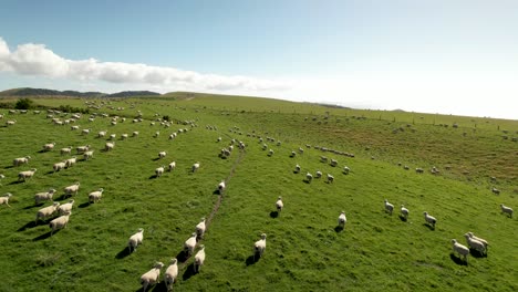 herd of sheep is walking over green pasture, new zealand farmland, drone shot