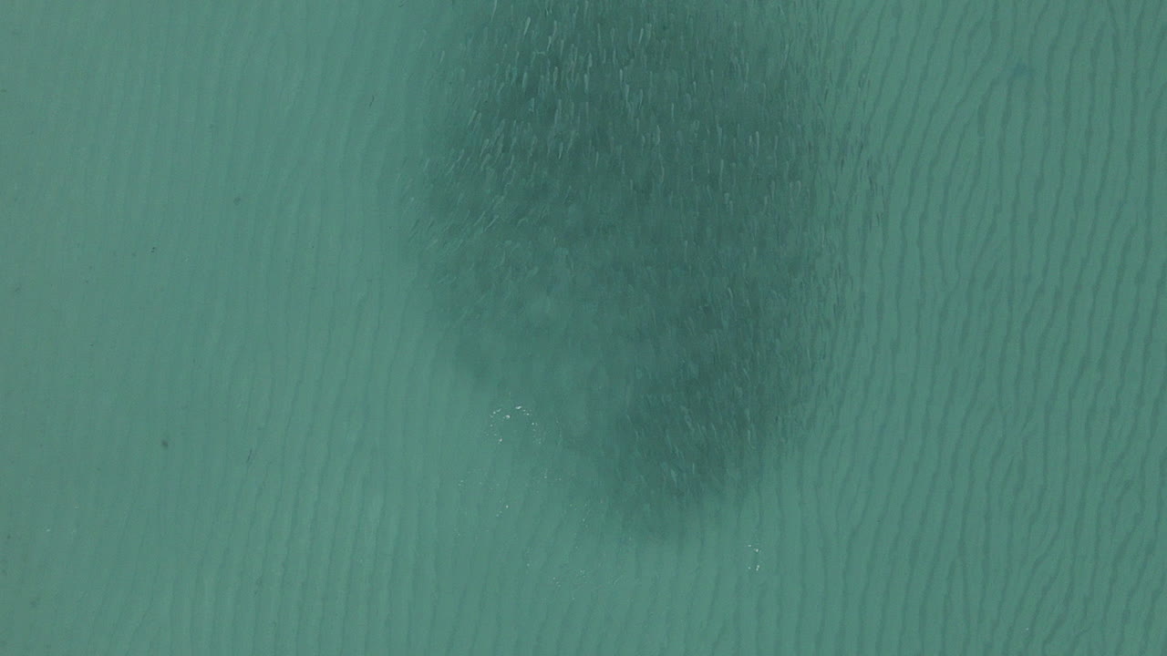 antena: escuela de salmonetes de aguas poco profundas mientras saltan lejos del depredador