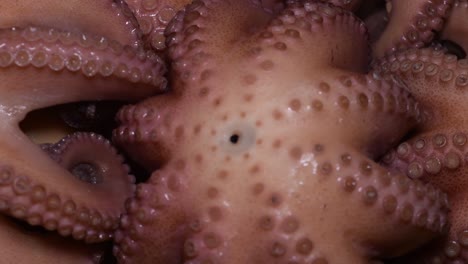 close up tentacles of small octopuses cooked to prepare seafood healthy dishes