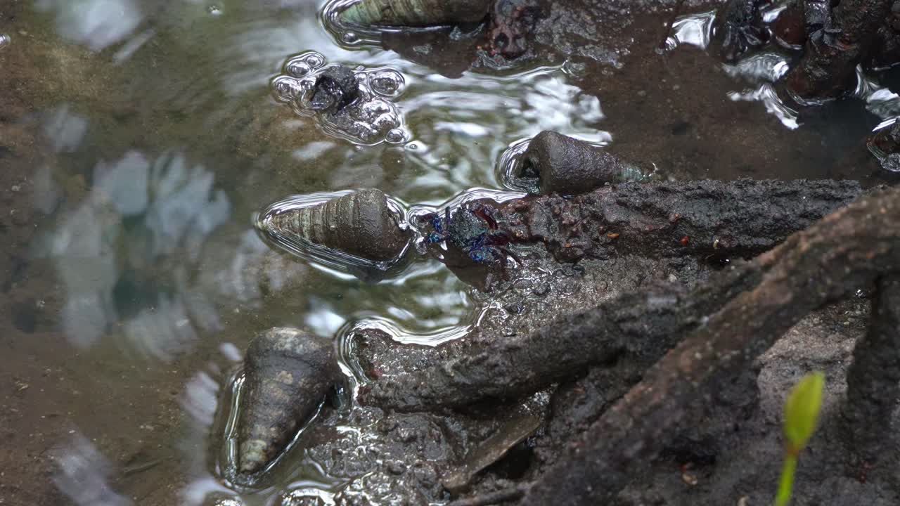 cangrejo con banda facial, cangrejos trepadores que se alimentan de los sedimentos alrededor de las raíces de los manglares y caracoles marinos en las llanuras de barro de las mareas, fotografía de cerca de la criatura marina durante el período de marea baja