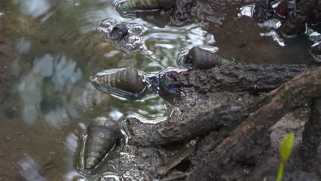 face-banded crab, tree climbing crab foraging on the sediments around the mangrove roots and sea snails in the tidal mudflats, close up shot of the marine creature during low tide period