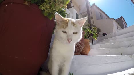 curious cat vs camera, very funny