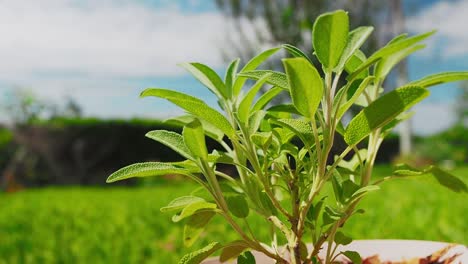 Sage-plant-is-a-wonderful-herb-for-tea,-and-medical-use