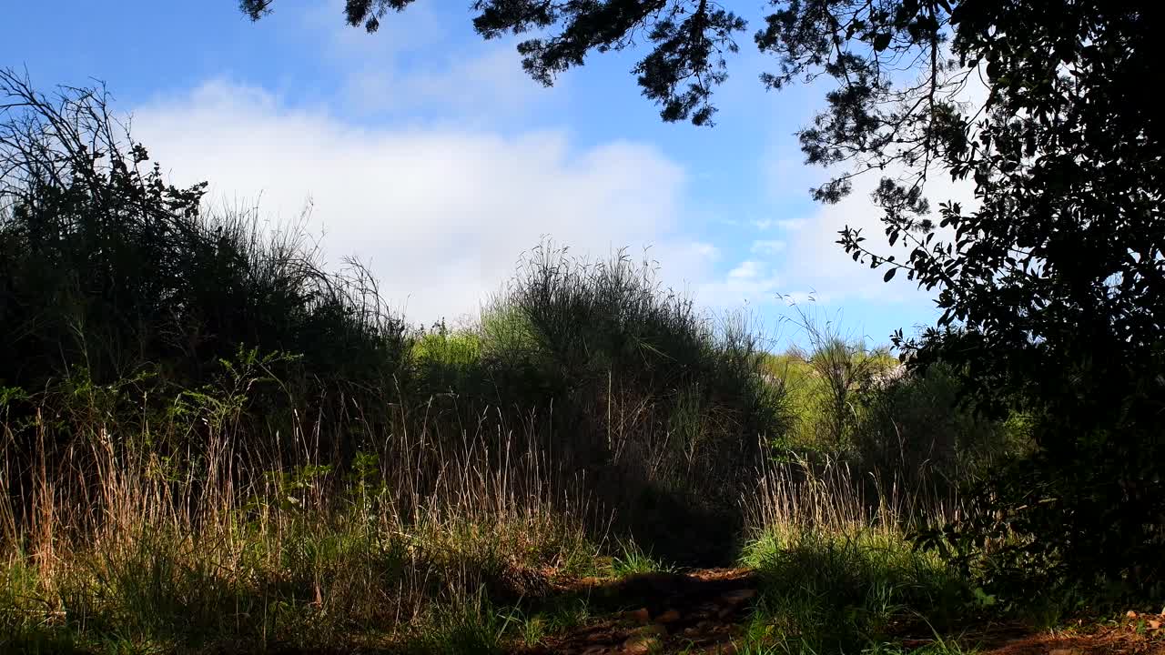 Tall Grass Under The Lush Tree At The Trail Of Sierras De Tandil In Argentina Under The Bright Blue Sky - Medium Shot