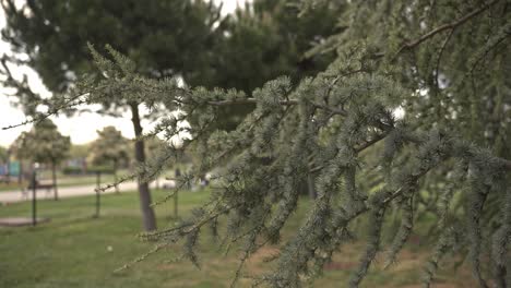 Trees-and-leaves-moving-in-cloudy-weather,-slow-motion