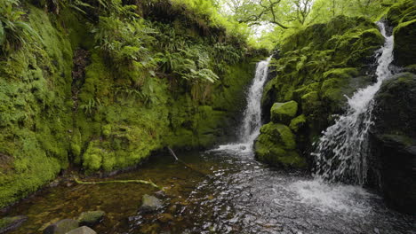 lush forest waterfall